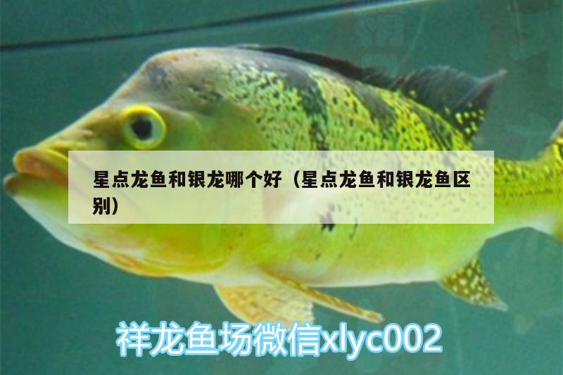 星點(diǎn)龍魚和銀龍哪個(gè)好（星點(diǎn)龍魚和銀龍魚區(qū)別）