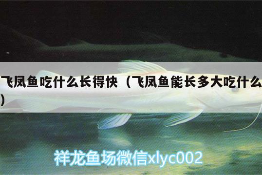 飛鳳魚吃什么長得快（飛鳳魚能長多大吃什么） 飛鳳魚 第1張