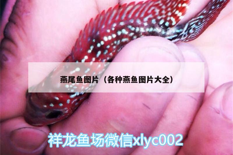 燕尾魚圖片（各種燕魚圖片大全）