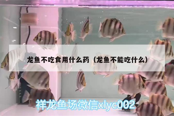 龍魚不吃食用什么藥（龍魚不能吃什么）