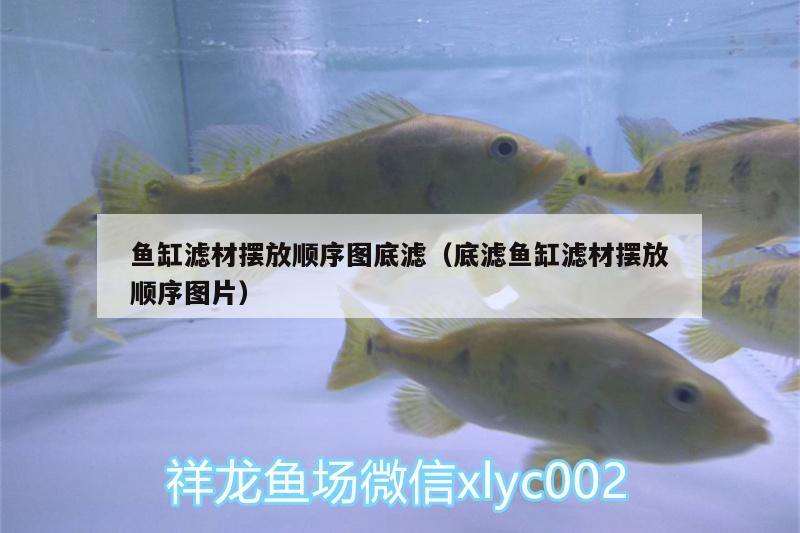 魚缸濾材擺放順序圖底濾（底濾魚缸濾材擺放順序圖片） 高背金龍魚 第1張