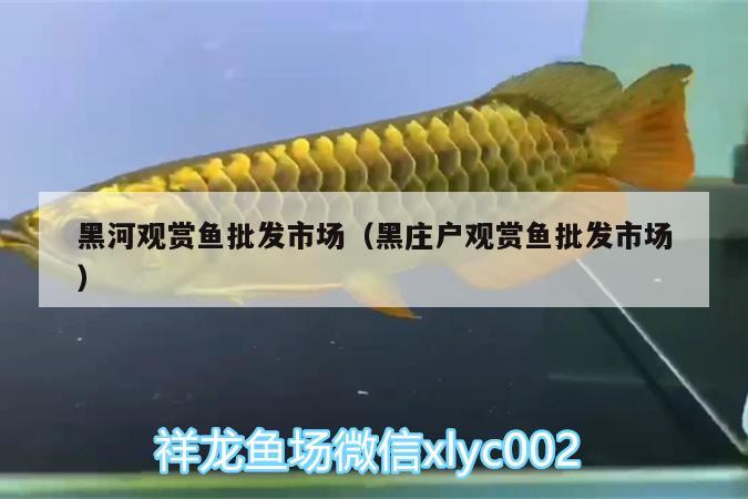 黑河觀賞魚批發(fā)市場(chǎng)（黑莊戶觀賞魚批發(fā)市場(chǎng)） 觀賞魚批發(fā) 第1張