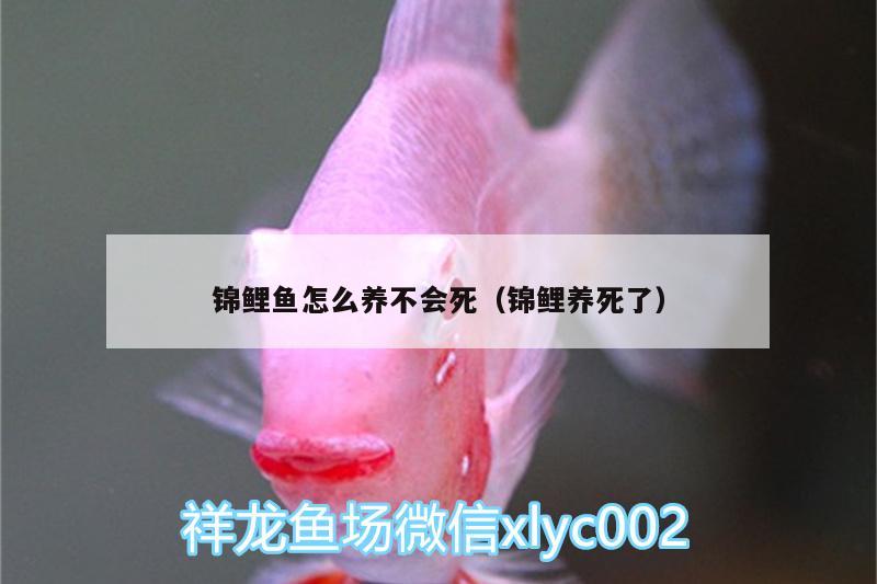 錦鯉魚(yú)怎么養(yǎng)不會(huì)死（錦鯉養(yǎng)死了）