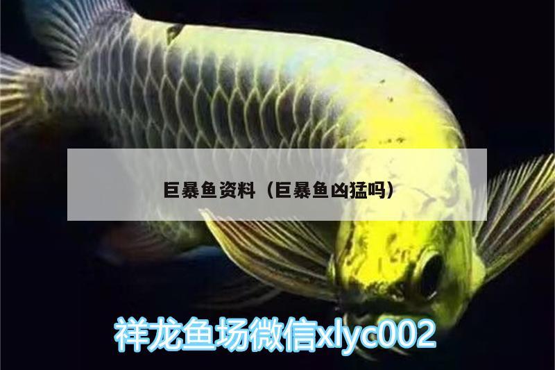 巨暴魚資料（巨暴魚兇猛嗎） 水族維護(hù)服務(wù)（上門） 第2張