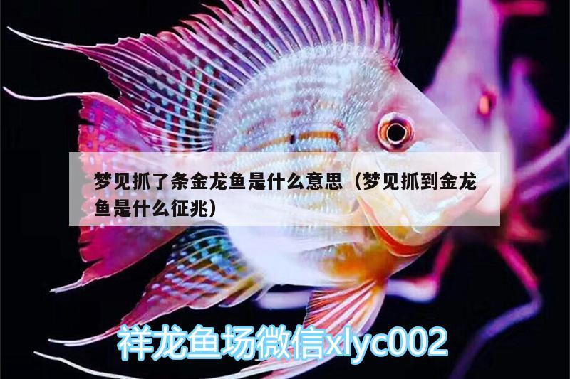 夢見抓了條金龍魚是什么意思（夢見抓到金龍魚是什么征兆）