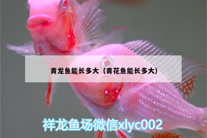 青龍魚能長多大（青花魚能長多大）