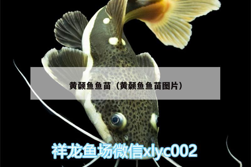 黃顙魚魚苗（黃顙魚魚苗圖片） 申古銀版魚 第1張