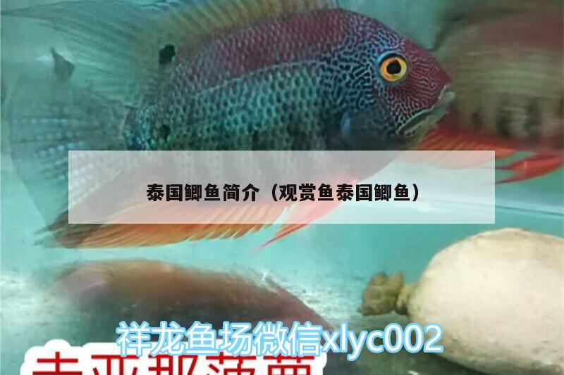 泰國鯽魚簡介（觀賞魚泰國鯽魚） 埃及神仙魚 第2張