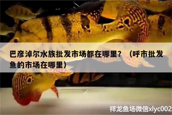 巴彥淖爾水族批發(fā)市場都在哪里？（呼市批發(fā)魚的市場在哪里） 觀賞魚水族批發(fā)市場 第2張