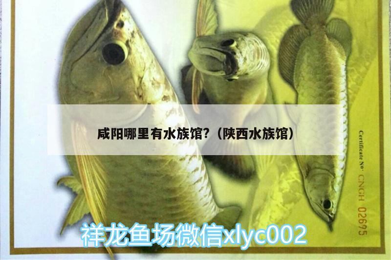 咸陽(yáng)哪里有水族館?（陜西水族館） 高背金龍魚 第3張