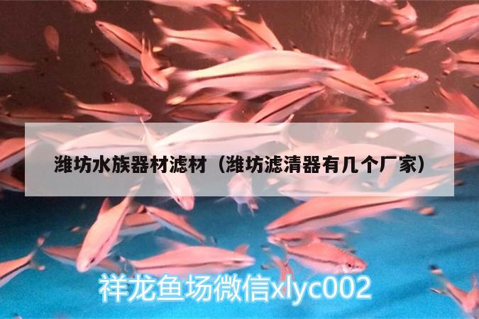 濰坊水族器材濾材（濰坊濾清器有幾個廠家） 虎紋銀版魚