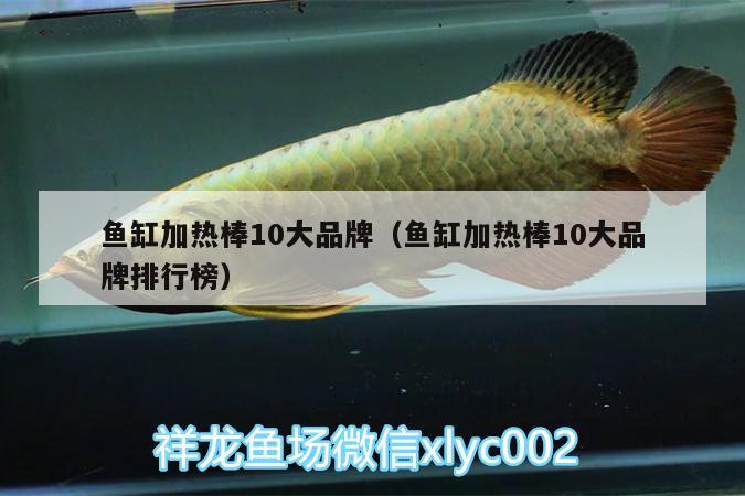 魚缸加熱棒10大品牌（魚缸加熱棒10大品牌排行榜） 星點(diǎn)金龍魚 第2張