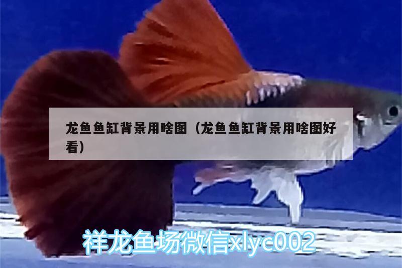 龍魚魚缸背景用啥圖（龍魚魚缸背景用啥圖好看） 大正錦鯉魚 第1張