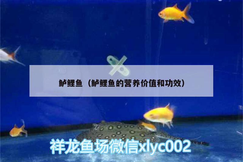 鱸鯉魚（鱸鯉魚的營養(yǎng)價(jià)值和功效） 丹頂錦鯉魚 第2張