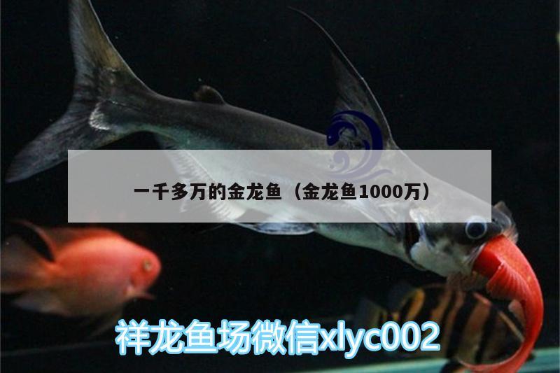 一千多萬(wàn)的金龍魚（金龍魚1000萬(wàn)）