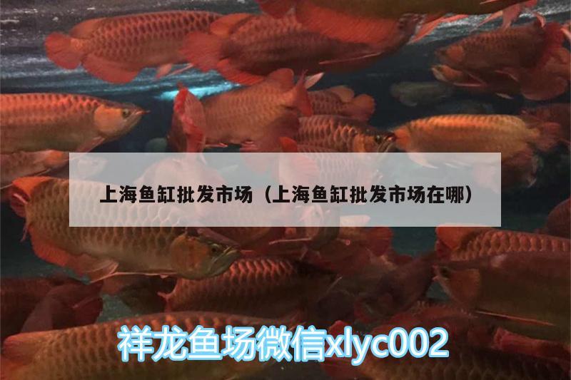 上海魚缸批發(fā)市場（上海魚缸批發(fā)市場在哪）