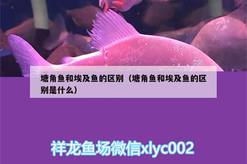 塘角魚和埃及魚的區(qū)別（塘角魚和埃及魚的區(qū)別是什么） 海象魚