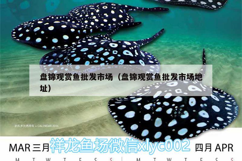 盤(pán)錦觀賞魚(yú)批發(fā)市場(chǎng)（盤(pán)錦觀賞魚(yú)批發(fā)市場(chǎng)地址） 觀賞魚(yú)批發(fā) 第1張