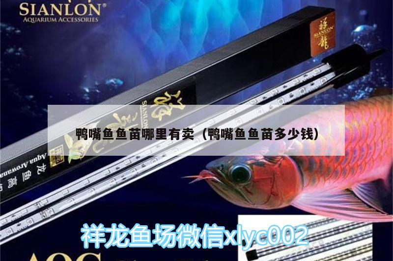 鴨嘴魚魚苗哪里有賣（鴨嘴魚魚苗多少錢） 粗線銀版魚 第3張