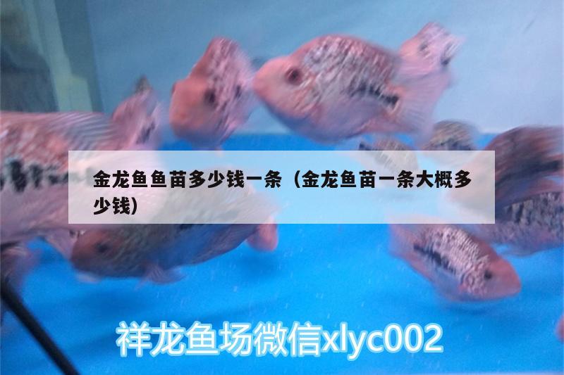 金龍魚魚苗多少錢一條（金龍魚苗一條大概多少錢）