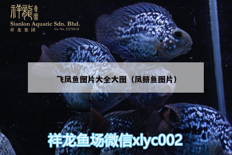 飛鳳魚(yú)圖片大全大圖（鳳鱭魚(yú)圖片） 飛鳳魚(yú) 第3張