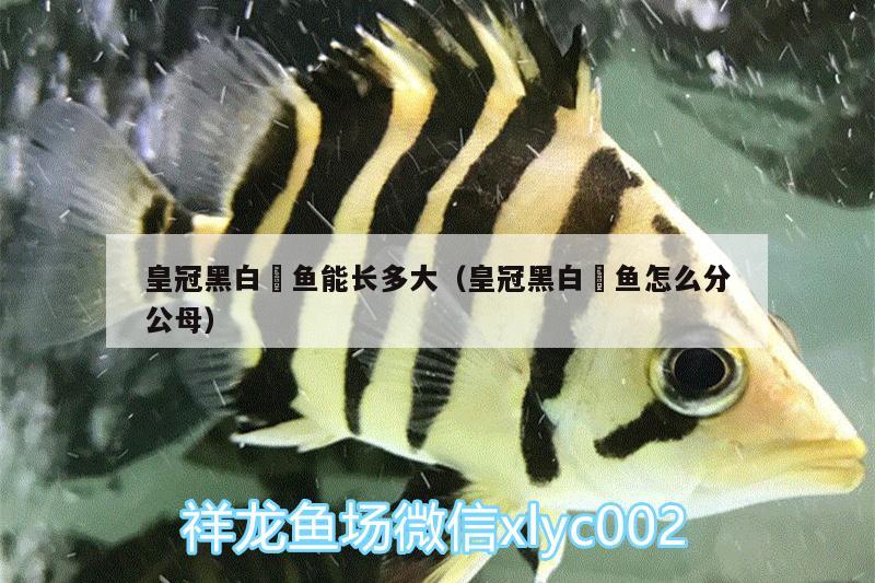 皇冠黑白魟魚能長(zhǎng)多大（皇冠黑白魟魚怎么分公母）