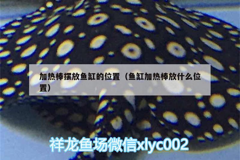 加熱棒擺放魚缸的位置（魚缸加熱棒放什么位置） 申古銀版魚