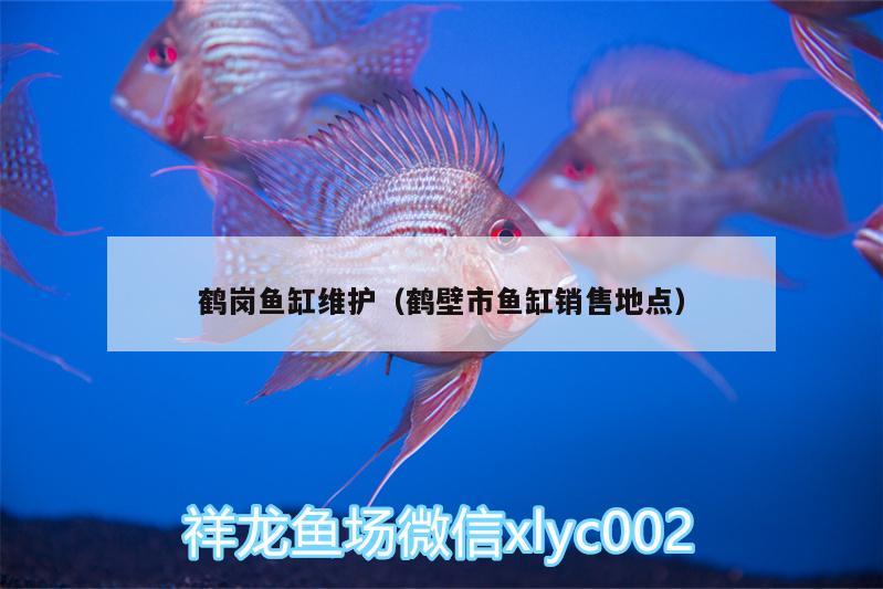 鶴崗魚(yú)缸維護(hù)（鶴壁市魚(yú)缸銷(xiāo)售地點(diǎn)） 三間鼠魚(yú)