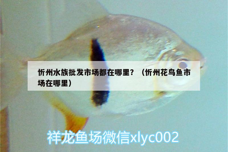 忻州水族批發(fā)市場(chǎng)都在哪里？（忻州花鳥魚市場(chǎng)在哪里） 觀賞魚水族批發(fā)市場(chǎng) 第1張