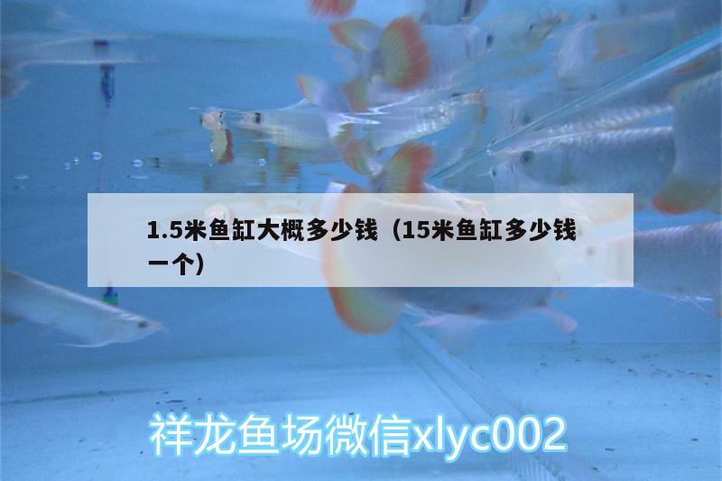 1.5米魚缸大概多少錢（15米魚缸多少錢一個） 白子球鯊魚 第2張