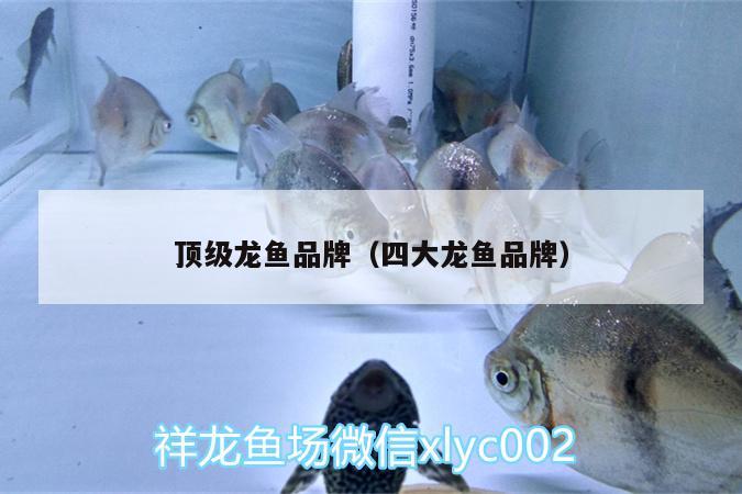 頂級龍魚品牌（四大龍魚品牌）