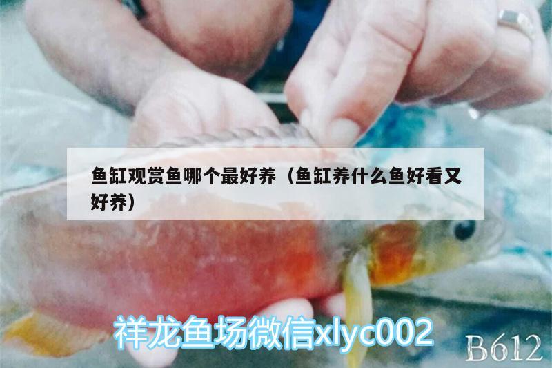 魚缸觀賞魚哪個(gè)最好養(yǎng)（魚缸養(yǎng)什么魚好看又好養(yǎng)） 野彩魚