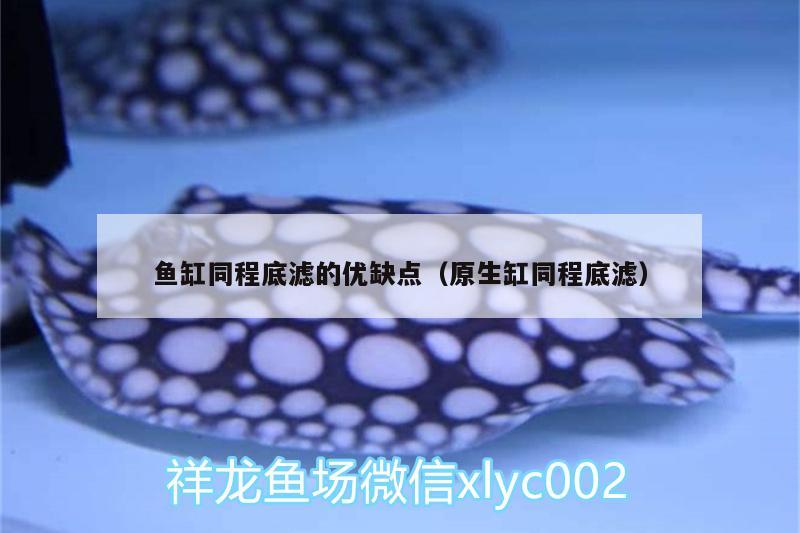 魚缸同程底濾的優(yōu)缺點(diǎn)（原生缸同程底濾） 大正錦鯉魚 第2張