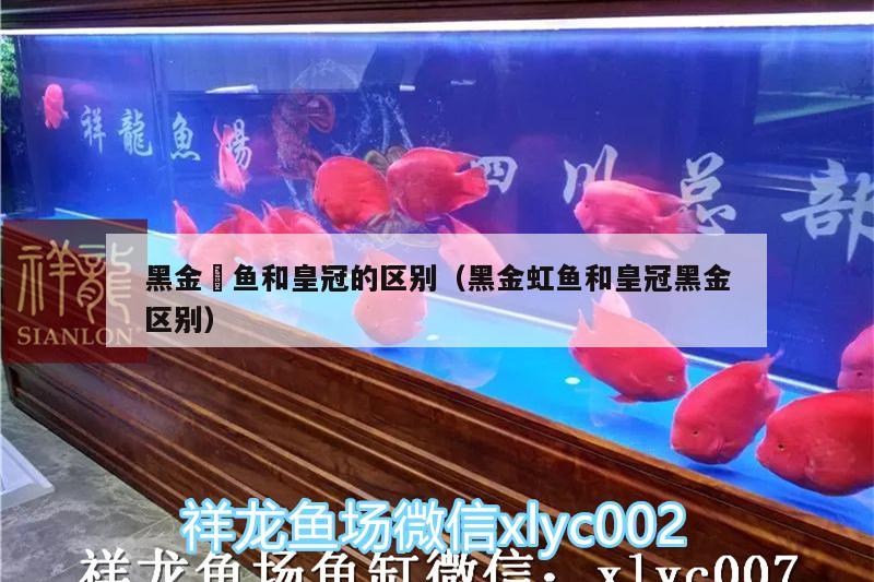 黑金魟魚和皇冠的區(qū)別（黑金虹魚和皇冠黑金區(qū)別） 黑金魟魚 第3張