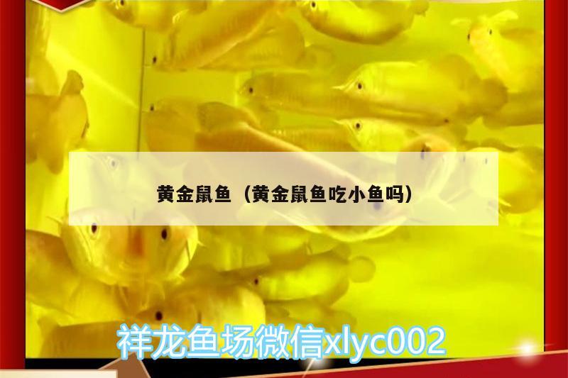 黃金鼠魚（黃金鼠魚吃小魚嗎） 蝴蝶鯉魚苗 第1張