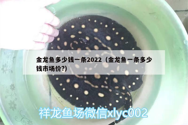 金龍魚多少錢一條2022（金龍魚一條多少錢市場價?） 潛水泵 第1張