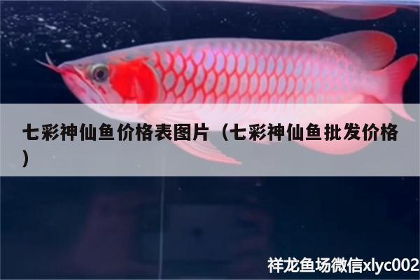 七彩神仙魚價格表圖片（七彩神仙魚批發(fā)價格）