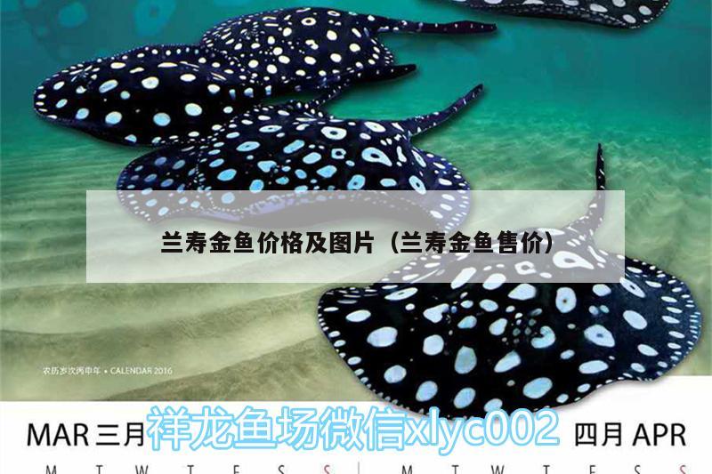 蘭壽金魚價格及圖片（蘭壽金魚售價） 鐵甲武士 第1張