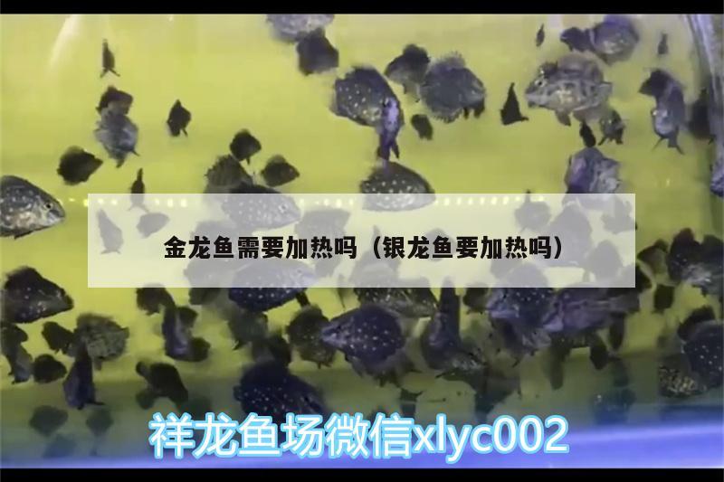 金龍魚需要加熱嗎（銀龍魚要加熱嗎） 銀龍魚百科 第2張