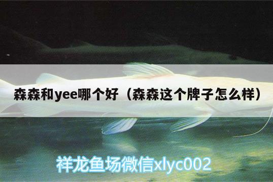 森森和yee哪個好（森森這個牌子怎么樣） yee