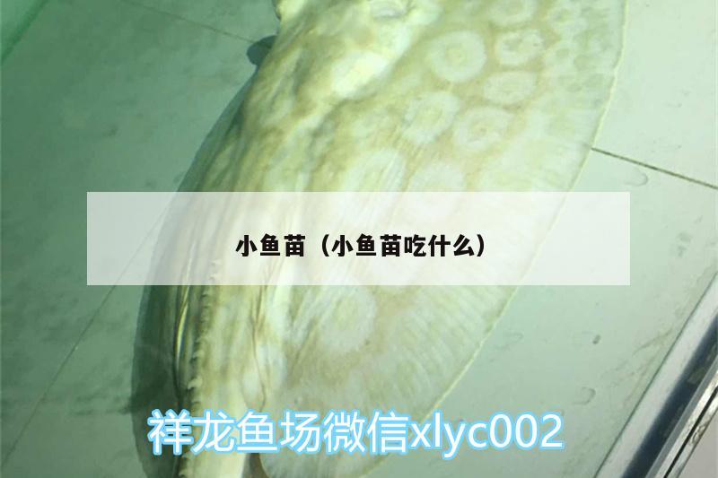 小魚苗（小魚苗吃什么） 大正錦鯉魚 第2張