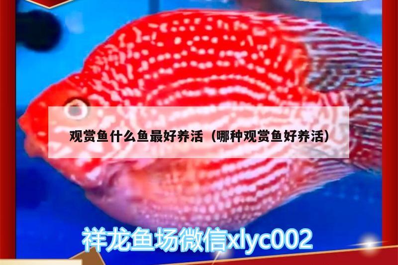 觀賞魚什么魚最好養(yǎng)活（哪種觀賞魚好養(yǎng)活） 女王大帆魚苗 第1張