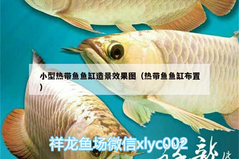 小型熱帶魚魚缸造景效果圖（熱帶魚魚缸布置） 水族維護(hù)服務(wù)（上門） 第2張