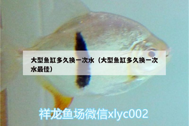 大型魚缸多久換一次水（大型魚缸多久換一次水最佳） 細線銀板魚苗 第2張