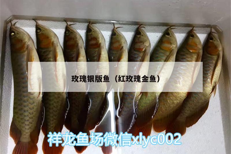 玫瑰銀版魚（紅玫瑰金魚） 玫瑰銀版魚 第3張