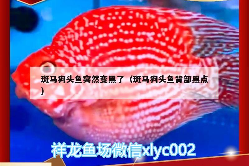 斑馬狗頭魚突然變黑了（斑馬狗頭魚背部黑點(diǎn)）