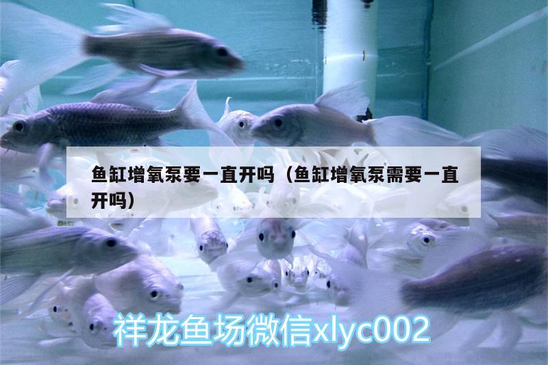 魚缸增氧泵要一直開嗎（魚缸增氧泵需要一直開嗎） 龍魚批發(fā)