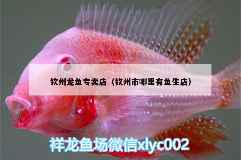 欽州龍魚(yú)專(zhuān)賣(mài)店（欽州市哪里有魚(yú)生店） 斑馬狗頭魚(yú) 第3張