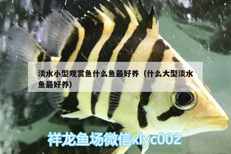 淡水小型觀賞魚什么魚最好養(yǎng)（什么大型淡水魚最好養(yǎng)） 小型觀賞魚 第2張