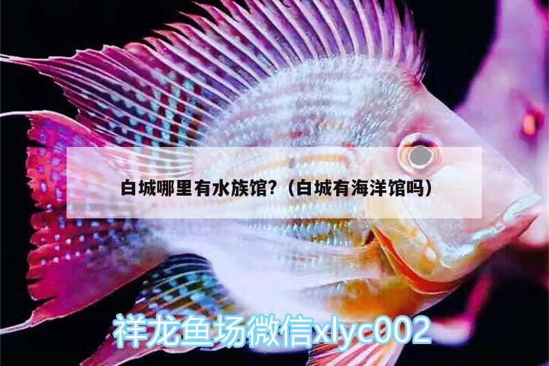 白城哪里有水族館?（白城有海洋館嗎） 玫瑰銀版魚 第1張